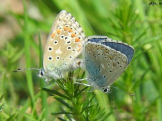 okgzl Gk Mavisi (Polyommatus bellargus)