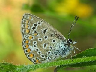 okgzl Mavi (Polyommatus icarus)