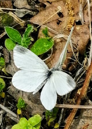 Da Beyazmelei (Pieris ergane)