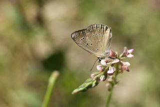 Anormal okgzl (Polyommatus admetus)