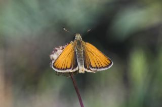 Siyah Antenli Zpzp (Thymelicus lineolus)