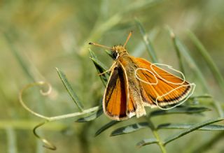 Yeni Zpzp (Thymelicus novus)