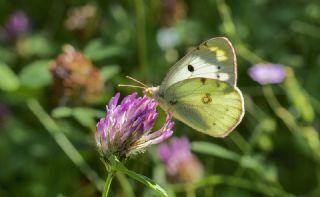 Gzel Azamet (Colias alfacariensis)