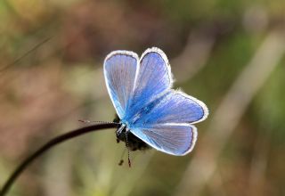 okgzl Mavi (Polyommatus icarus)