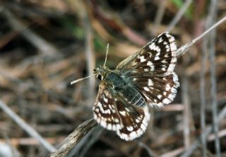 Kzl Zpzp (Spialia orbifer)