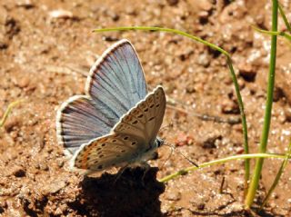 Anadolu Esmergz (Plebejus modicus)