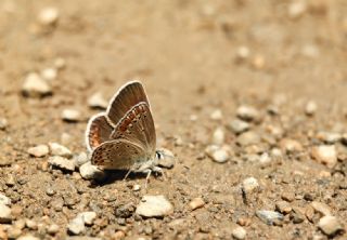 Doulu Esmergz (Plebejus carmon)