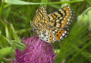 Gzel Nazuum (Euphydryas orientalis)