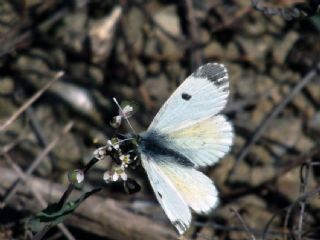 Turuncu Ssl (Anthocharis cardamines)