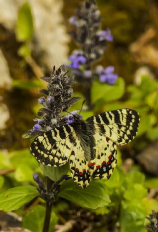 Kafkas Fistosu (Zerynthia caucasica)