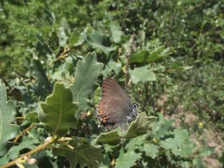 Byk Sevbeni (Satyrium ilicis)