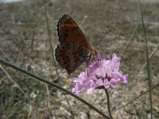 Benekli parhan (Melitaea didyma)