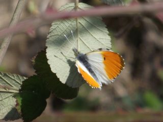 Turuncu Ssl (Anthocharis cardamines)