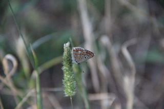 okgzl Esmer (Aricia agestis)