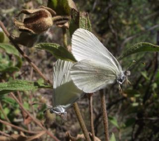Doulu Narin Orman Beyaz (Leptidea duponcheli)