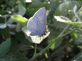 Kutsal Mavi (Celastrina argiolus)