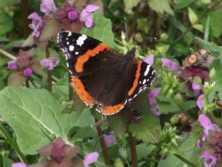 Atalanta (Vanessa atalanta)