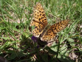 Beyaz nci (Clossiana euphrosyne)