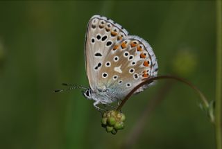 Tr almalar ([unknown genus] n/a)