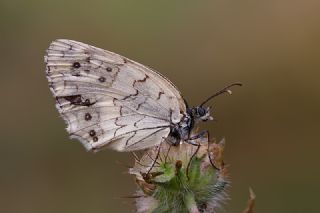 Anadolu Melikesi (Melanargia larissa)