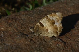 Cad (Chazara briseis)