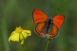 Kk Ate Gzeli (Lycaena thersamon)