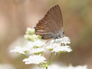 Byk Sevbeni (Satyrium ilicis)