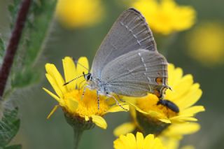 Minik Sevbeni (Satyrium acaciae)