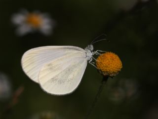 Doulu Narin Orman Beyaz (Leptidea duponcheli)