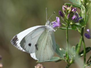 Yalanc Beyazmelek (Pieris pseudorapae)