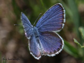 das Mavisi, Esmergz (Plebejus idas)