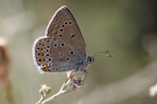 okgzl Geranium Mavisi (Polyommatus eumedon)