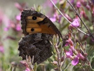 Anadolu Kzlmelei (Hipparchia pellucida)