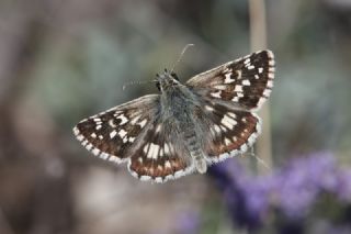 Gzel Zpzp (Pyrgus cinarae)