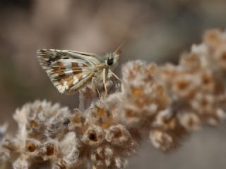 Gzel Zpzp (Pyrgus cinarae)