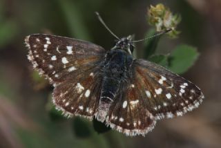 Kzl Zpzp (Spialia orbifer)