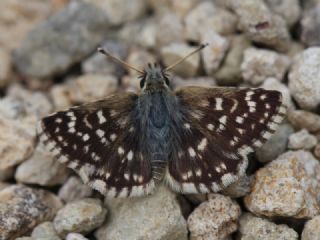 Kzl Zpzp (Spialia orbifer)