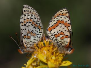 Kafkasyal parhan (Melitaea interrupta)