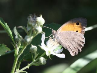 Esmerperi&nbsp;(Hyponephele&nbsp;lupina)