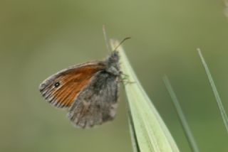 Kk Zpzp Perisi (Coenonympha pamphilus)