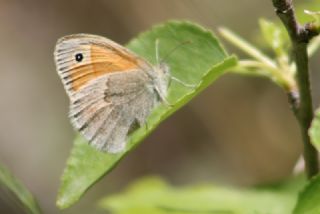 Kk Zpzp Perisi (Coenonympha pamphilus)