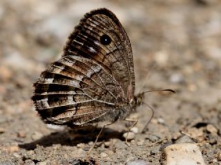 Beyaz Damarl Pirireis (Satyrus amasinus)