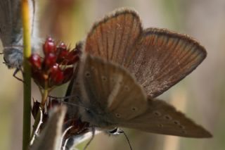 �okg�zl� L�bnan Esmeri&nbsp;(Polyommatus&nbsp;alcestis)