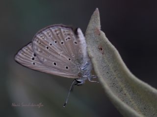 Anormal okgzl (Polyommatus admetus)