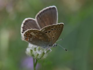 okgzl Byk Turanmavisi (Polyommatus myrrha)