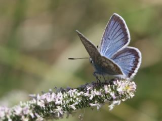 okgzl Yalanc Eros (Polyommatus eroides)