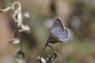 okgzl Anadolu illi Mavisi (Polyommatus ossmar)