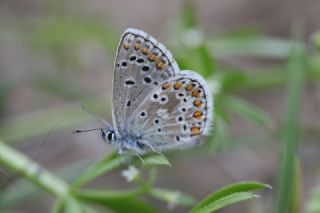 okgzl Balkan Mavisi (Aricia anteros )