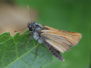 Sar Antenli Zpzp (Thymelicus sylvestris)