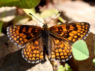 Amannisa (Melitaea athalia)